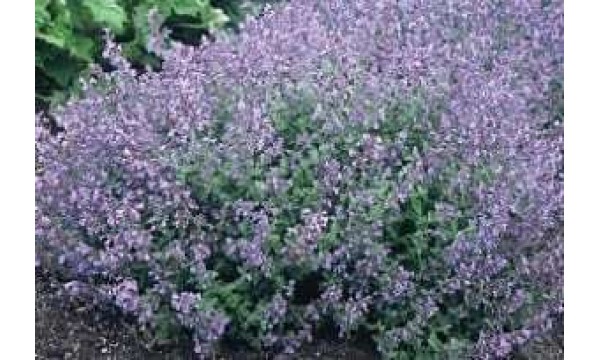 Katžolė (Nepeta) Kit cat