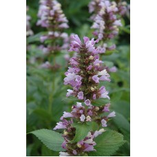 Katžolė (Nepeta) Sweet dreams