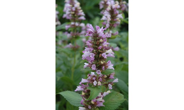 Katžolė (Nepeta) Sweet dreams