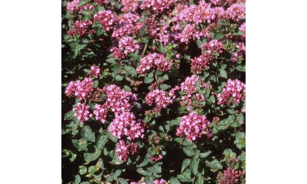 Raudonėlis (Origanum) Rosenkuppel