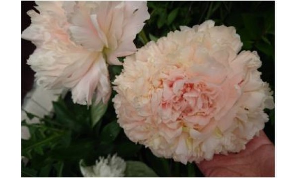 Bijūnas (Paeonia) Summer Glow
