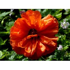 Aguona (Papaver) May queen