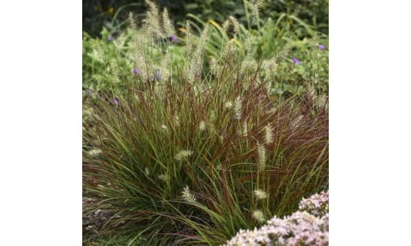 Soruolė (Pennisetum) Burgundy Rubby