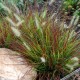 Soruolė (Pennisetum) Burgundy Rubby