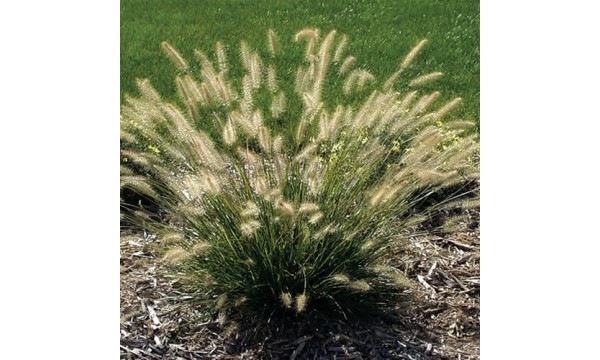 Soruolė (Pennisetum) Piglet