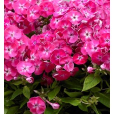 Flioksas (Phlox panic.) Bambini sweet tart