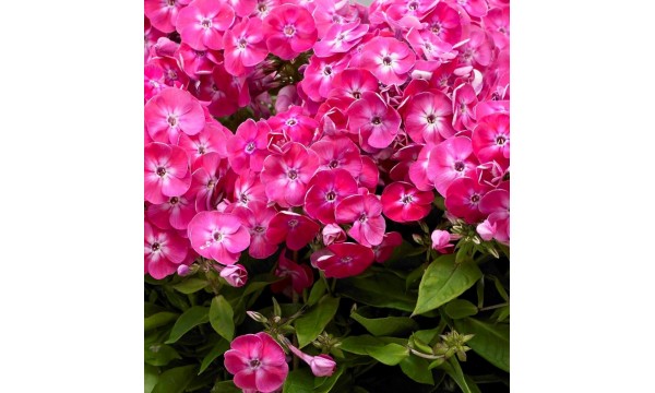 Flioksas (Phlox panic.) Bambini sweet tart Flioksas (Phlox panic.) Bambini sweet tart
