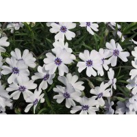 Flioksas (Phlox sub.) Bavaria Flioksas (Phlox sub.) Bavaria