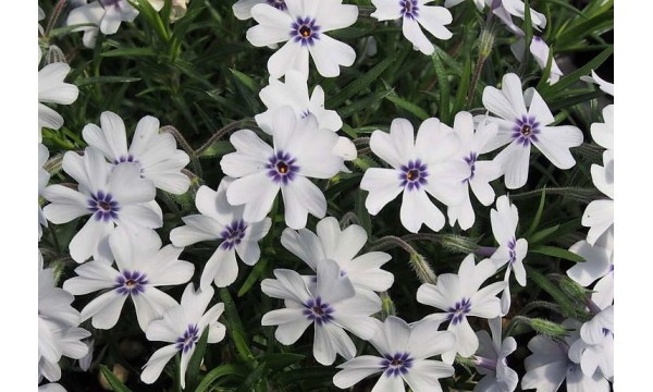Flioksas (Phlox sub.) Bavaria
