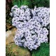 Flioksas (Phlox sub.) Bavaria