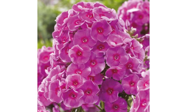 Flioksas (Phlox panic.) Cosmopolitan