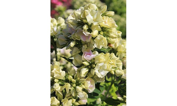 Flioksas (Phlox panic.) Creme de la Creme