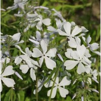 Flioksas (Phlox divart.) May Breeze Flioksas (Phlox divart.) May Breeze