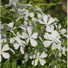 Flioksas (Phlox divart.) May Breeze