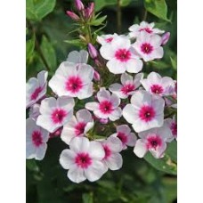 Flioksas (Phlox panic.) Early blush pop Flioksas (Phlox panic.) Early blush pop