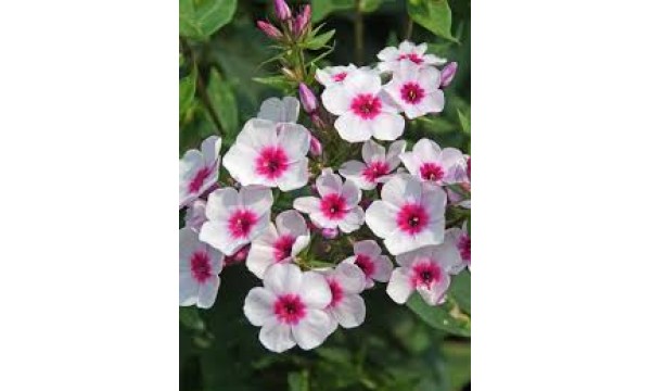 Flioksas (Phlox panic.) Early blush pop Flioksas (Phlox panic.) Early blush pop