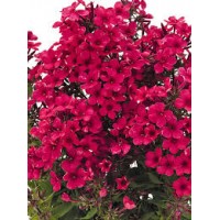 Flioksas (Phlox panic.) Early red Flioksas (Phlox panic.) Early red