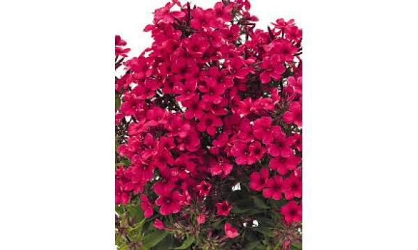 Flioksas (Phlox panic.) Early red Flioksas (Phlox panic.) Early red