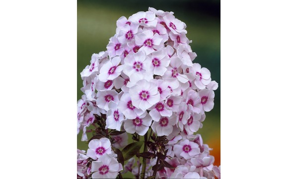 Flioksas (Phlox panic.) Europe