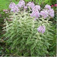 Flioksas (Phlox panic.) Norah leigh Flioksas (Phlox panic.) Norah leigh