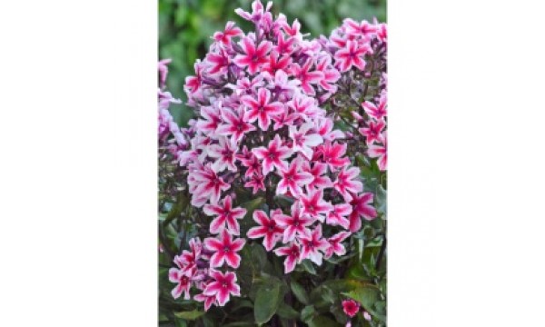 Flioksas (Phlox panic.) Palmyra Flioksas (Phlox panic.) Palmyra