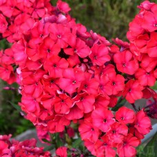 Flioksas (Phlox panic.) Tenor Flioksas (Phlox panic.) Tenor
