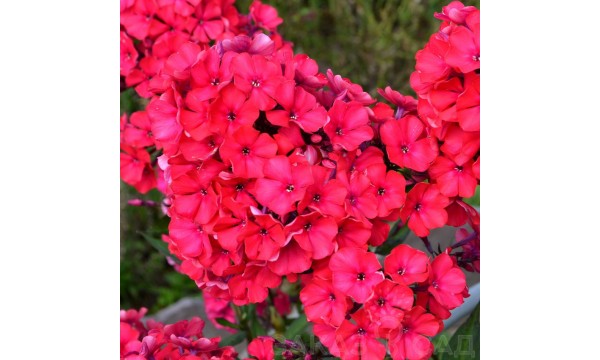 Flioksas (Phlox panic.) Tenor
