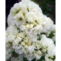Flioksas (Phlox panic.) Tiara