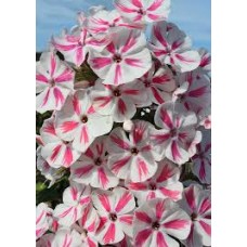 Flioksas (Phlox panic.) Twister Flioksas (Phlox panic.) Twister