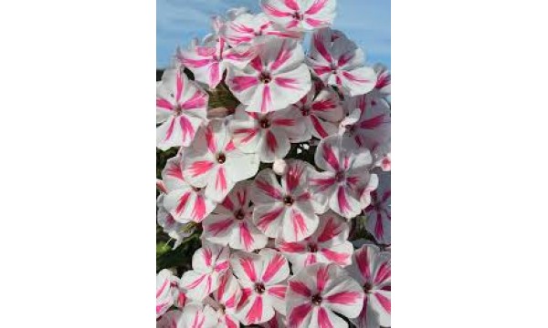 Flioksas (Phlox panic.) Twister Flioksas (Phlox panic.) Twister