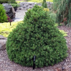 Eglė paprastoji (Picea abies)  Tompa