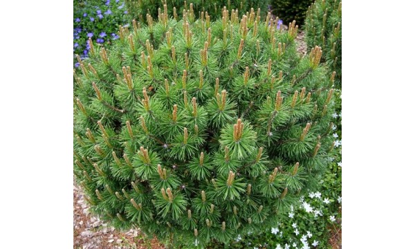 Pušis kalninė (Pinus mugo) Kobold