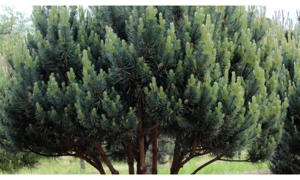 Pušis kalninė (Pinus mugo)