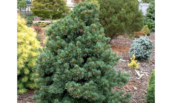 Pušis smulkiažiedė (Pinus parviflora) Negishii