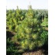 Pušis japoninė (Pinus densiflora) Oculus-draconis