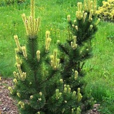 Pušis kalninė (Pinus mugo) Pal Maleter