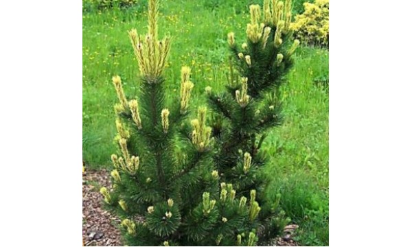 Pušis kalninė (Pinus mugo) Pal Maleter