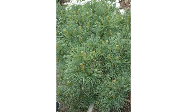 Pušis veimutinė (Pinus strobus)