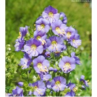 Palemonas (Polemonium) Bambino blue Palemonas (Polemonium) Bambino blue