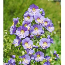 Palemonas (Polemonium) Bambino blue