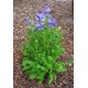 Palemonas (Polemonium) Bambino blue Palemonas (Polemonium) Bambino blue