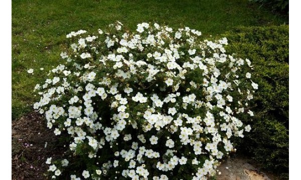 Sidabražolė krūminė (Potentilla fruticosa) Abbotswood