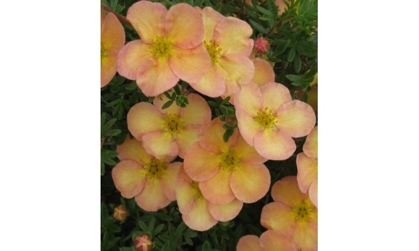 Sidabražolė krūminė (Potentilla fruticosa) Daydawn