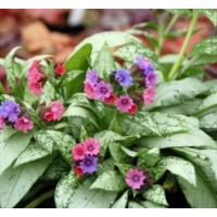 Plautė (Pulmonaria) Victorian brooch