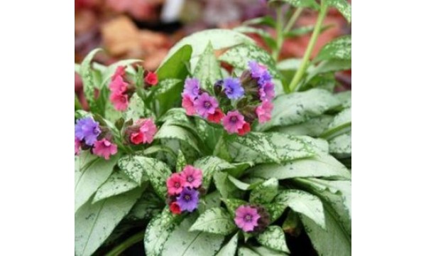 Plautė (Pulmonaria) Victorian brooch