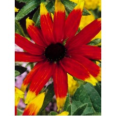 Rudbekija (Rudbeckia) Prairie Glow