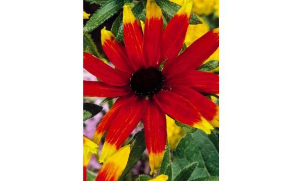 Rudbekija (Rudbeckia) Prairie Glow