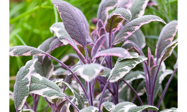 Šalavijas vaistinis (Salvia) Tricolor