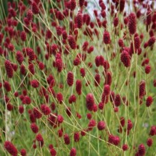 Kraujalakė (Sanguisorba) Beetlewings