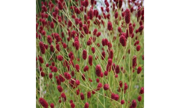 Kraujalakė (Sanguisorba) Beetlewings
